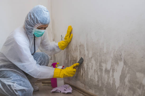 Best Basement Mold Removal  in USA